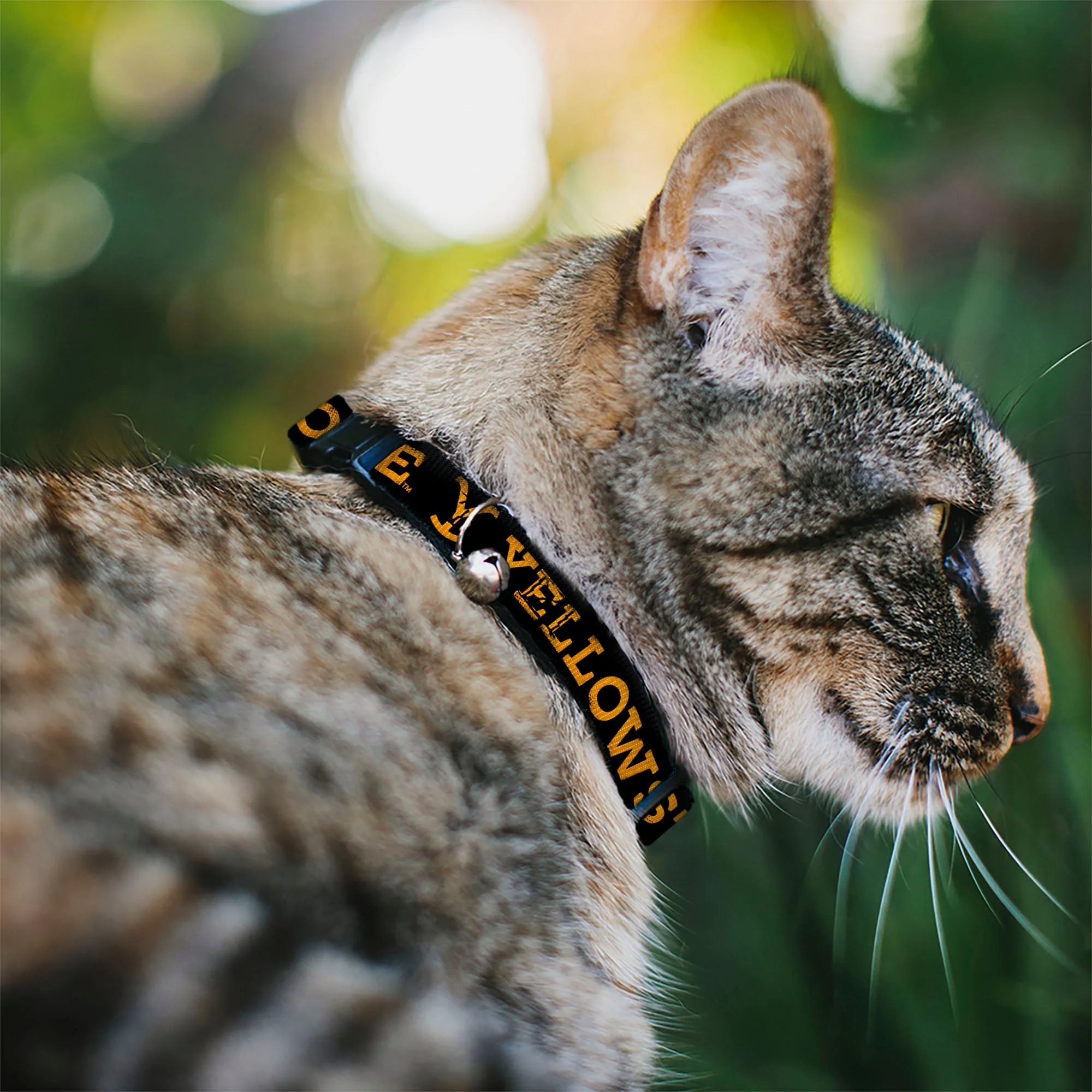 Yellowstone Weathered Black/Orange Breakaway Cat Collar - Image 2