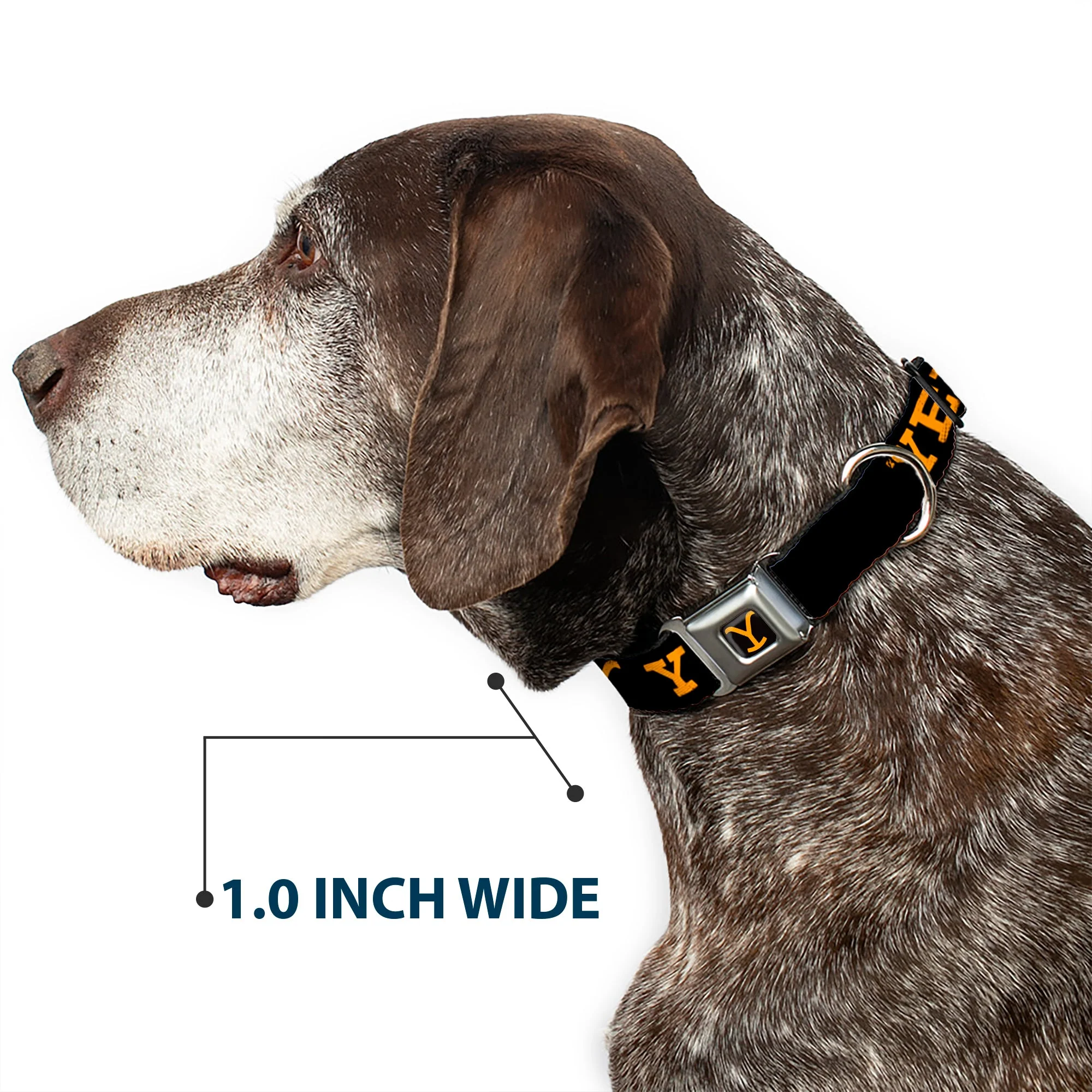 Yellowstone Y Logo Weathered Black and Orange Seatbelt Pet Collar - Image 6