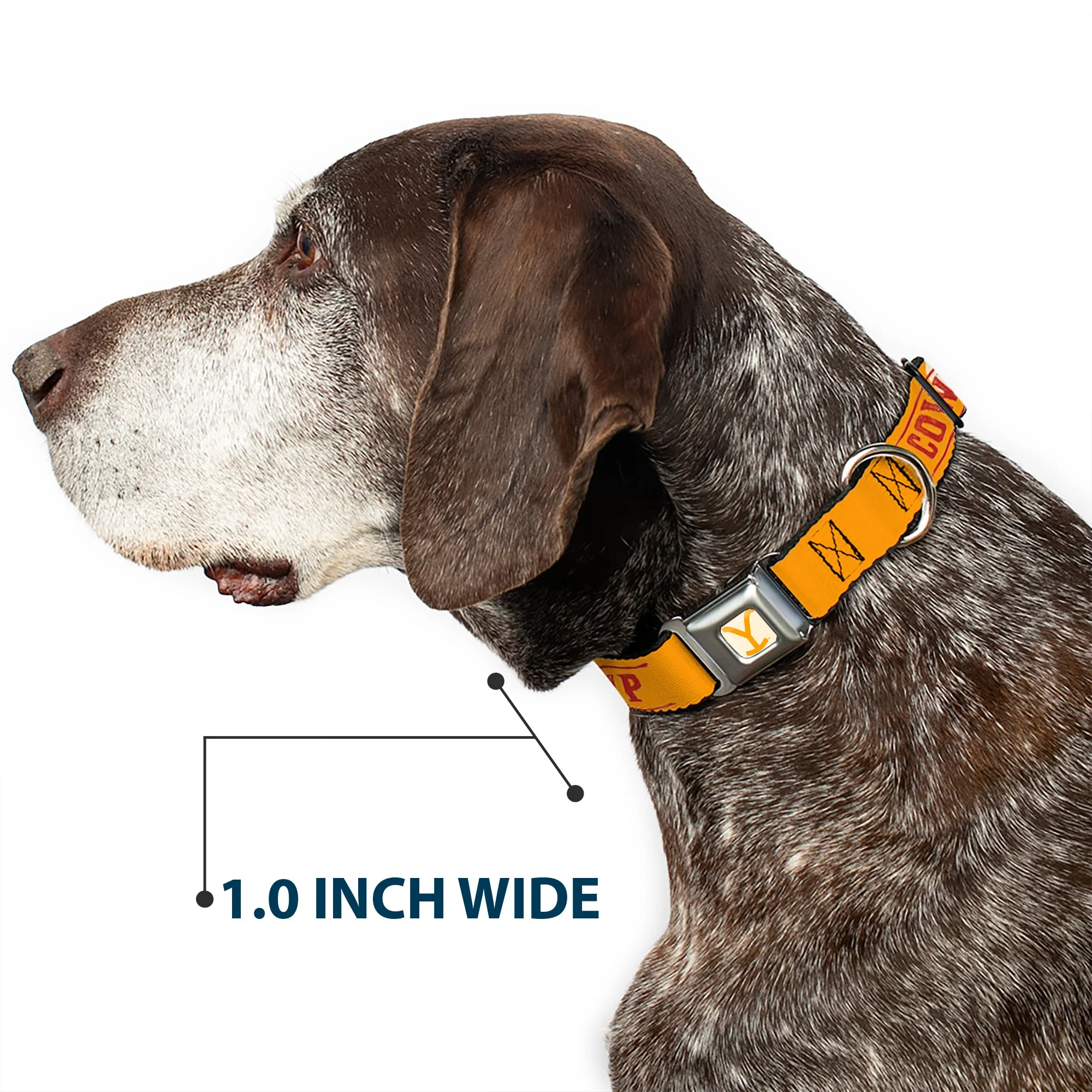 Yellowstone Y Logo Weathered Cowboy Up Seatbelt Buckle Pet Collar - Image 6