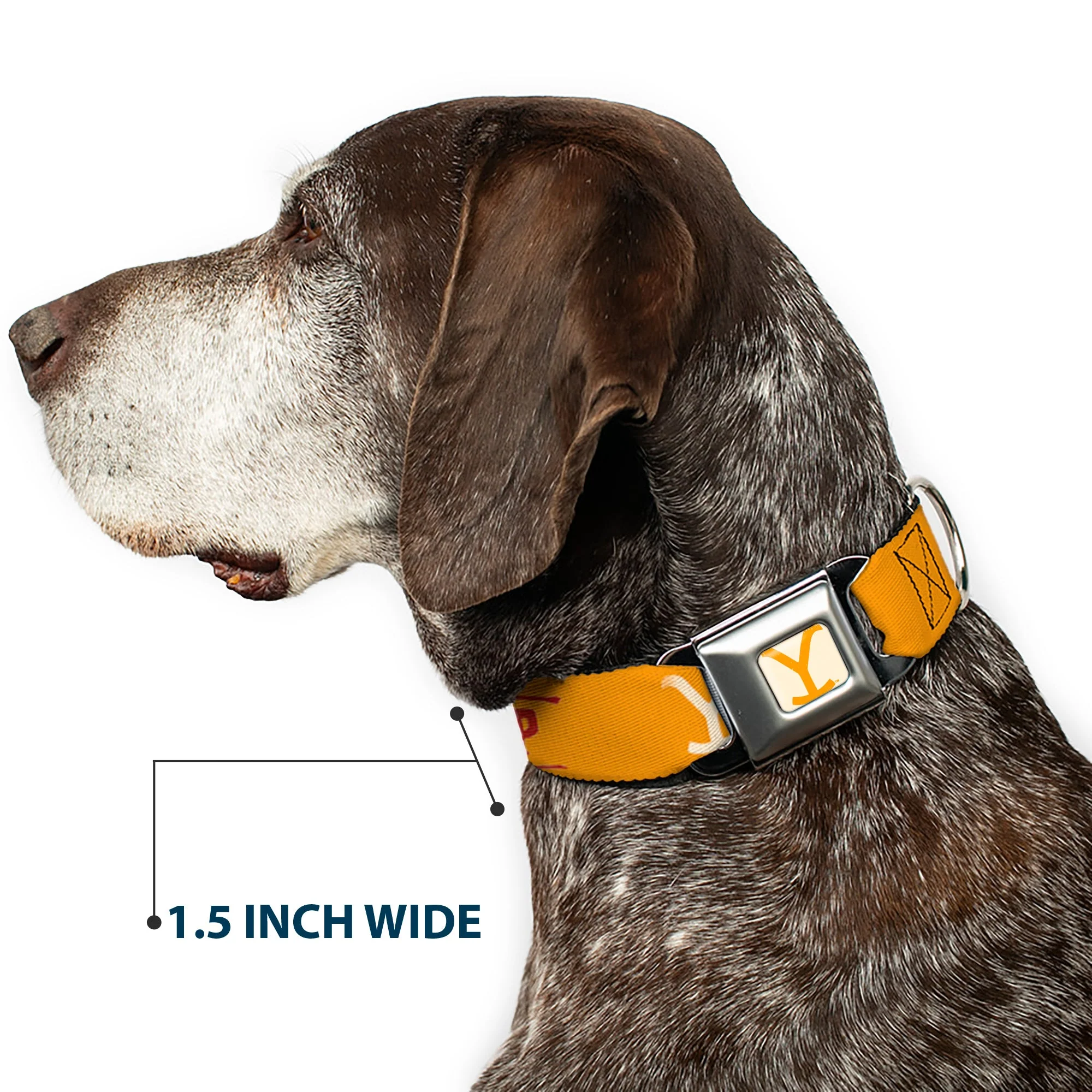 Yellowstone Y Logo Weathered Cowboy Up Seatbelt Buckle Pet Collar - Image 7